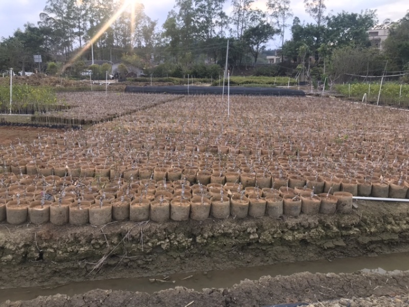 嫁接紫花大花绣球风铃木紫花风铃树苗多花黄花风铃苗