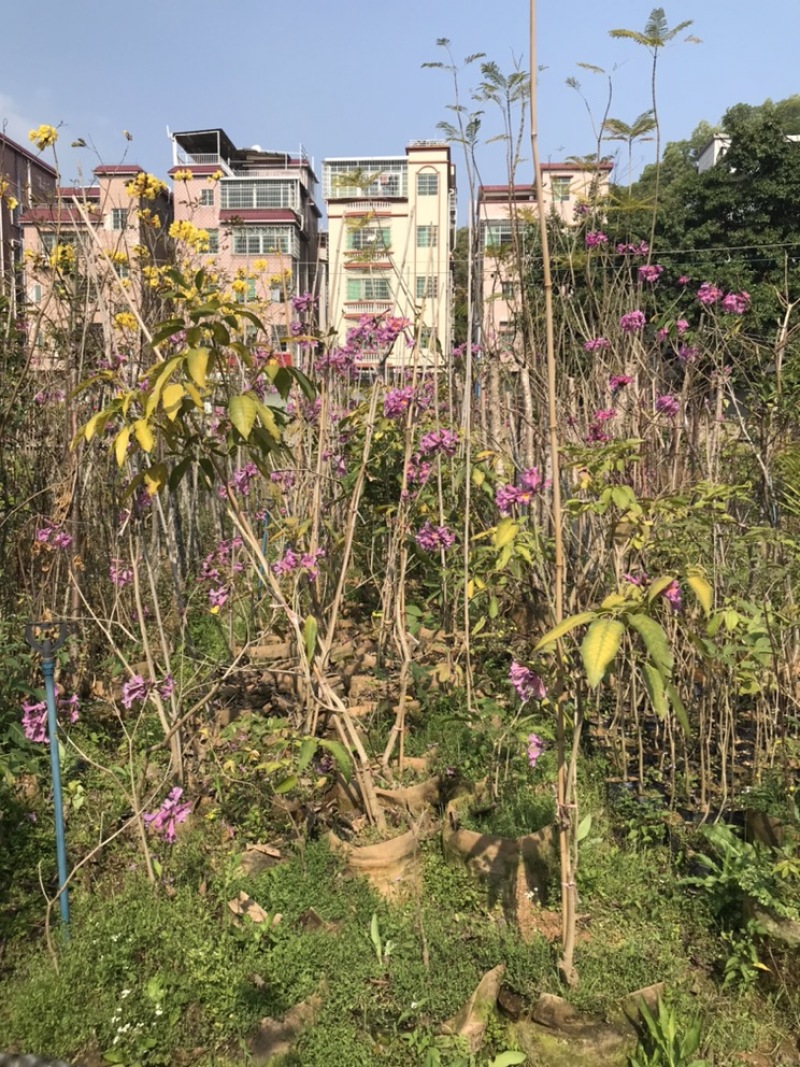 嫁接紫花大花绣球风铃木紫花风铃树苗多花黄花风铃苗