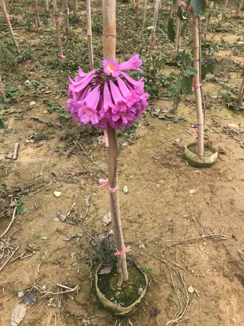 嫁接紫花大花绣球风铃木紫花风铃树苗多花黄花风铃苗