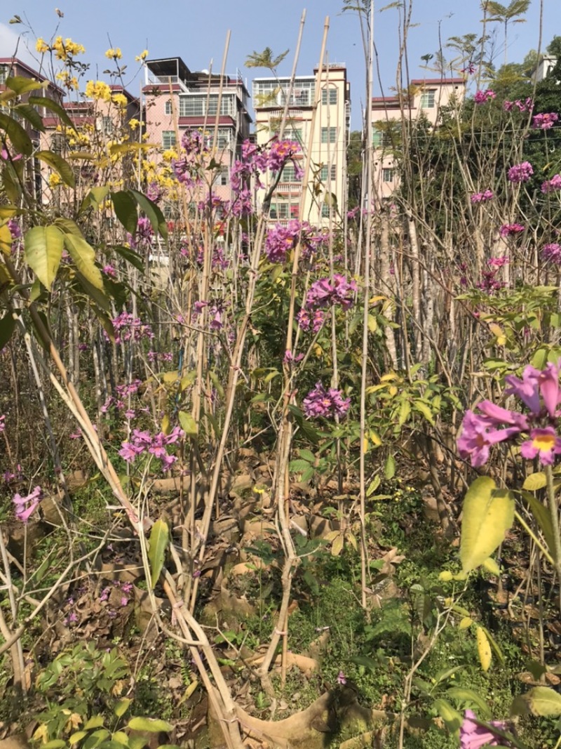 嫁接紫花大花绣球风铃木紫花风铃树苗多花黄花风铃苗