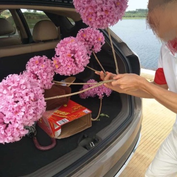 嫁接紫花大花绣球风铃木紫花风铃树苗多花黄花风铃苗