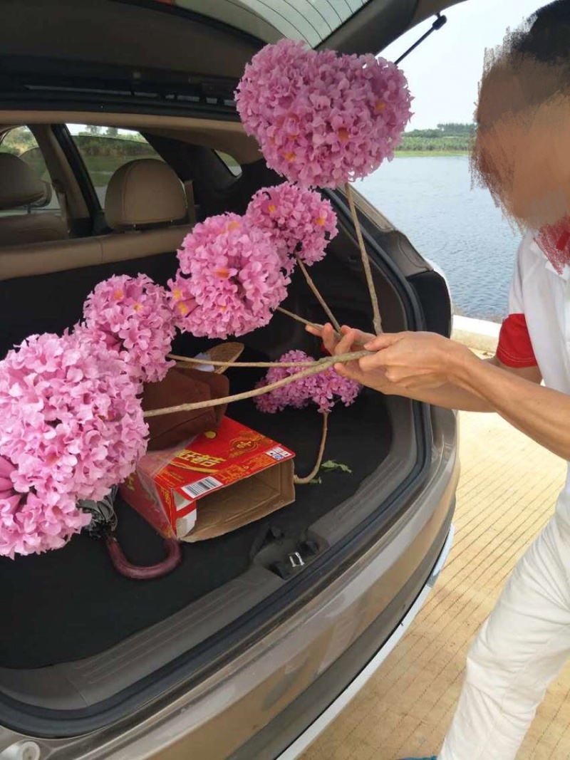 嫁接紫花大花绣球风铃木紫花风铃树苗多花黄花风铃苗