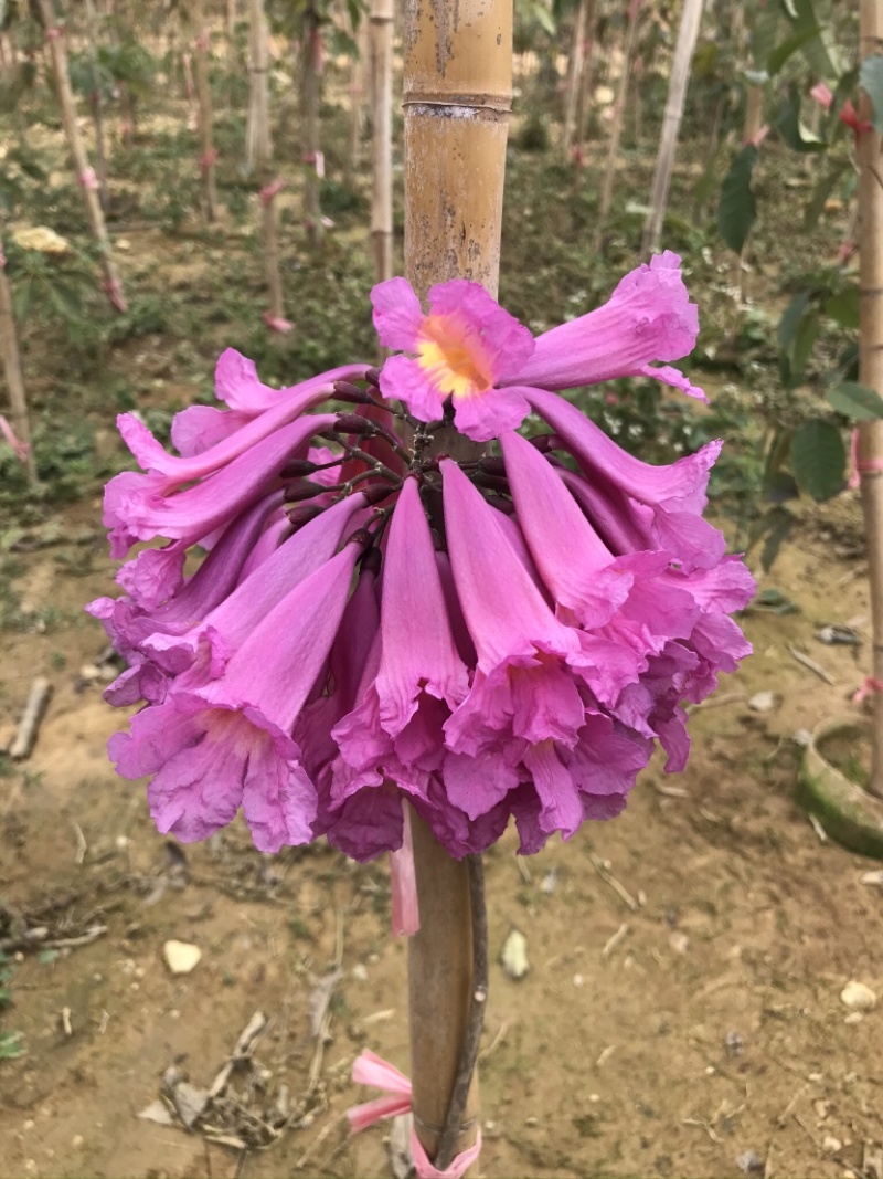 嫁接紫花大花绣球风铃木紫花风铃树苗多花黄花风铃苗