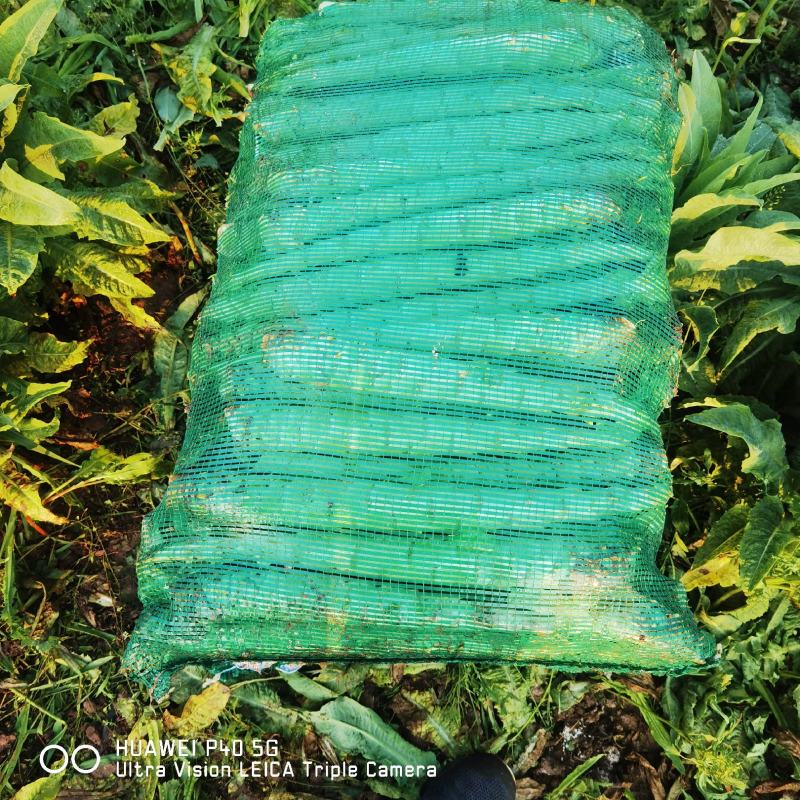莴苣【云南精品莴苣莴苣杆子】新鲜莴笋热卖产地批发