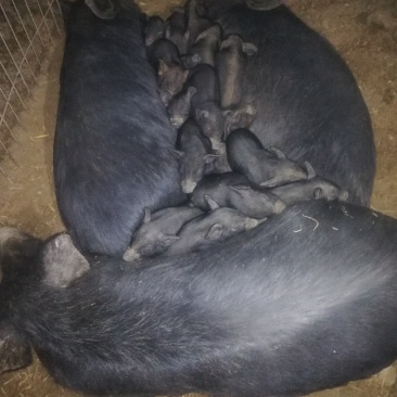 散养小黑猪，活泼健康
