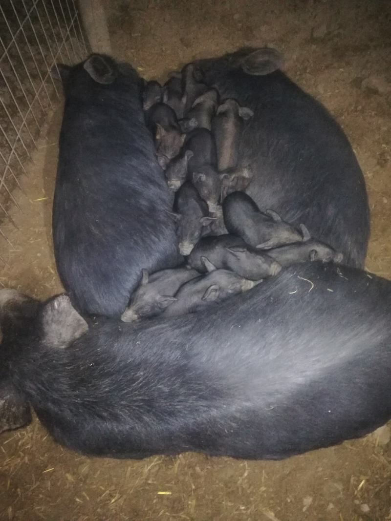 散养小黑猪，活泼健康