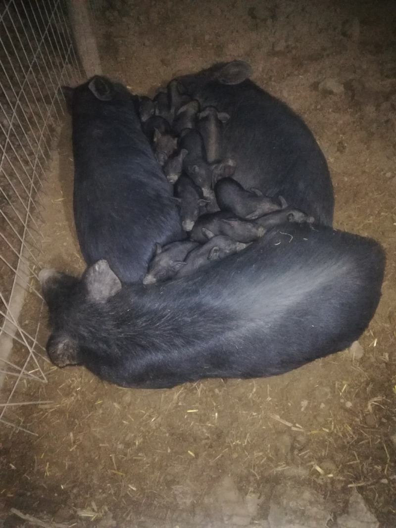 散养小黑猪，活泼健康