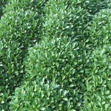 养心菜，救心菜，费菜，高钙菜，景天三七。
