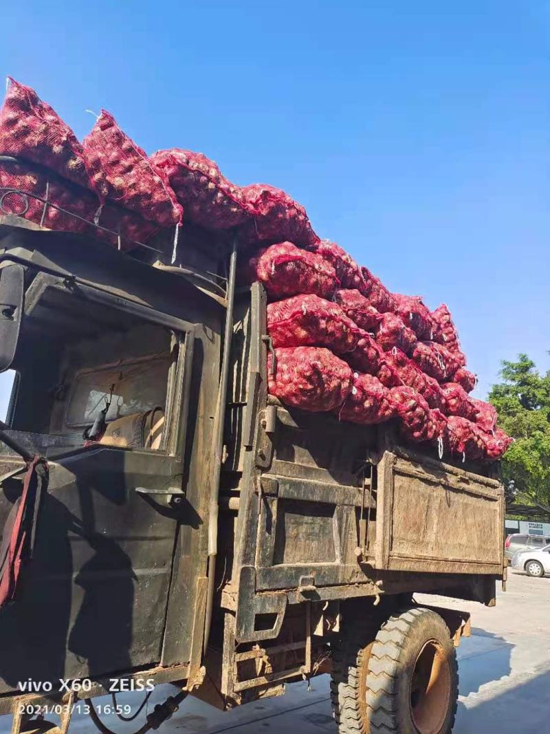 云南紫皮蒜:精品大蒜】：云南大蒜大量上市产地直销需要联系