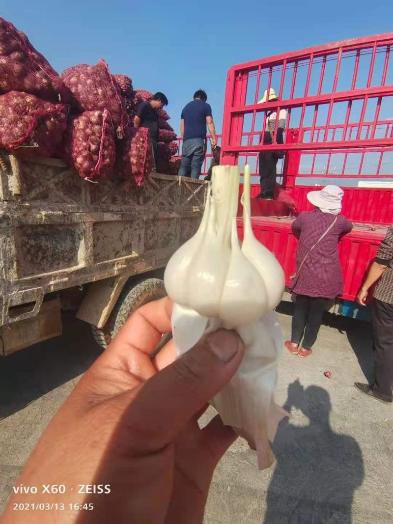云南紫皮蒜:精品大蒜】：云南大蒜大量上市产地直销需要联系