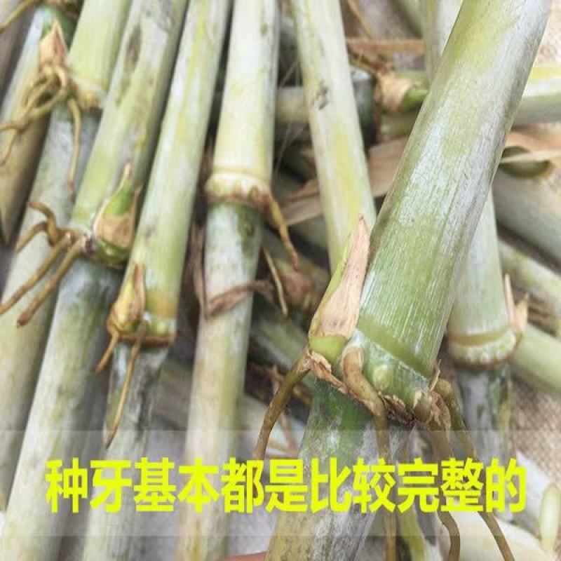 皇竹草，皇竹草种节，现砍现发，多年生高产牧草，皇竹草种节