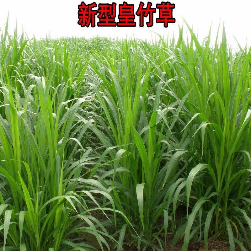 皇竹草，皇竹草种节，现砍现发，多年生高产牧草，皇竹草种节