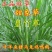 皇竹草，皇竹草种节，现砍现发，多年生高产牧草，皇竹草种节