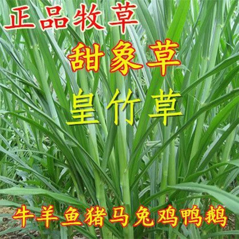 皇竹草，皇竹草种节，现砍现发，多年生高产牧草，皇竹草种节