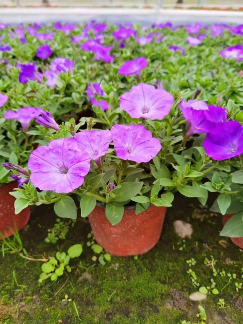 牵牛花花期长颜色多基地直销量大从优货源充足