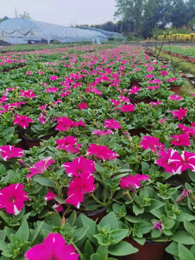 牵牛花花期长颜色多基地直销量大从优货源充足