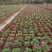 牵牛花花期长颜色多基地直销量大从优货源充足