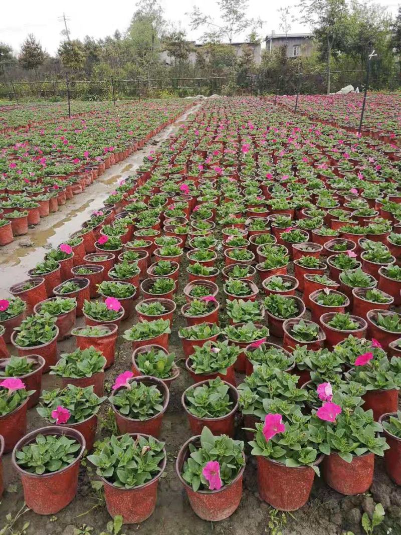 牵牛花花期长颜色多基地直销量大从优货源充足