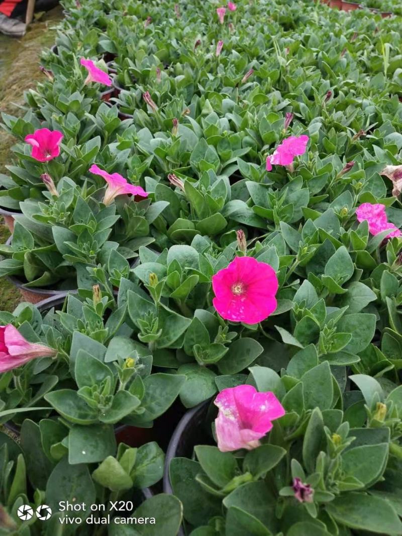 牵牛花花期长颜色多基地直销量大从优货源充足