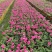牵牛花花期长颜色多基地直销量大从优货源充足