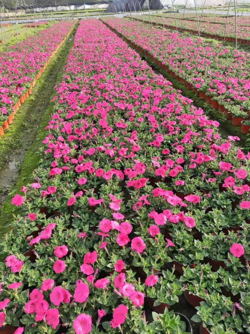 牵牛花花期长颜色多基地直销量大从优货源充足