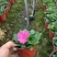 牵牛花花期长颜色多基地直销量大从优货源充足