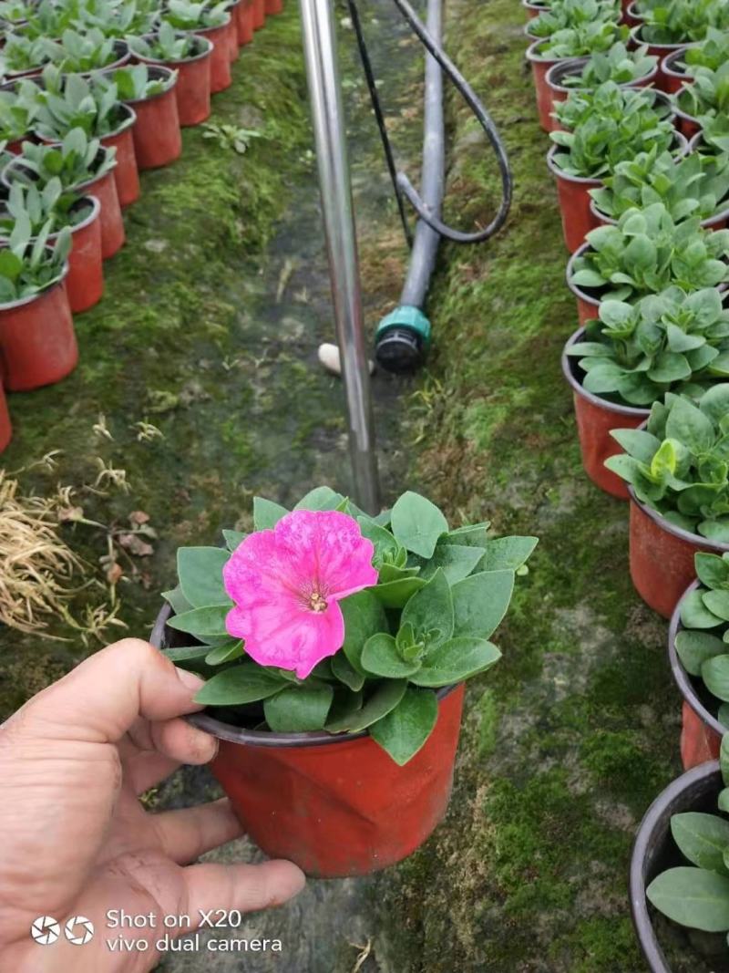 牵牛花花期长颜色多基地直销量大从优货源充足