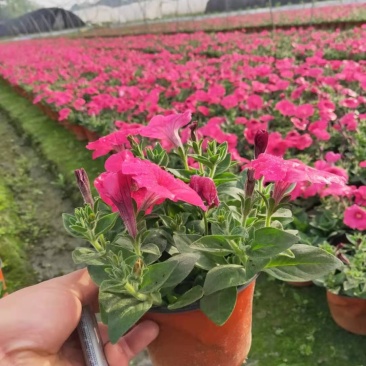 牵牛花花期长颜色多基地直销量大从优货源充足