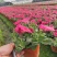 牵牛花花期长颜色多基地直销量大从优货源充足