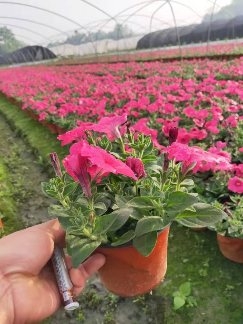 牵牛花花期长颜色多基地直销量大从优货源充足