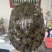 外塘冷水池精品黑花黄花青花公甲鱼老鳖团鱼鱼靓品质高
