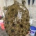 外塘冷水池精品黑花黄花青花公甲鱼老鳖团鱼鱼靓品质高