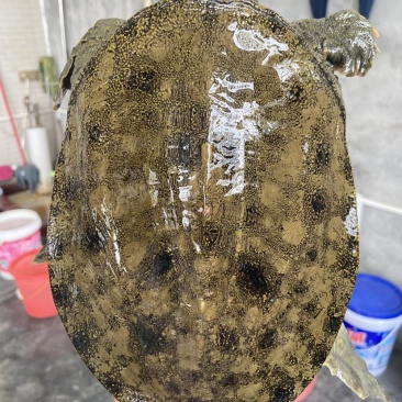 外塘冷水池精品黑花黄花青花公甲鱼老鳖团鱼鱼靓品质高