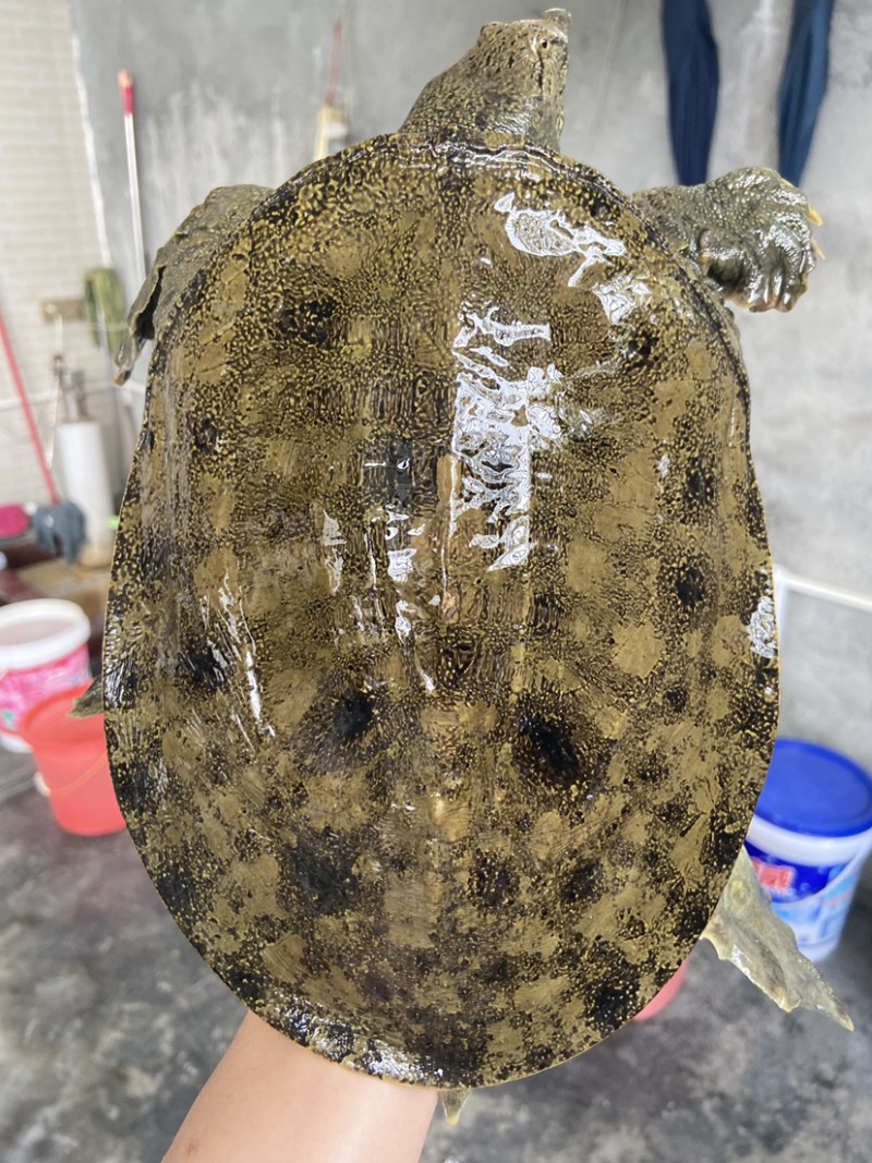 外塘冷水池精品黑花黄花青花公甲鱼老鳖团鱼鱼靓品质高