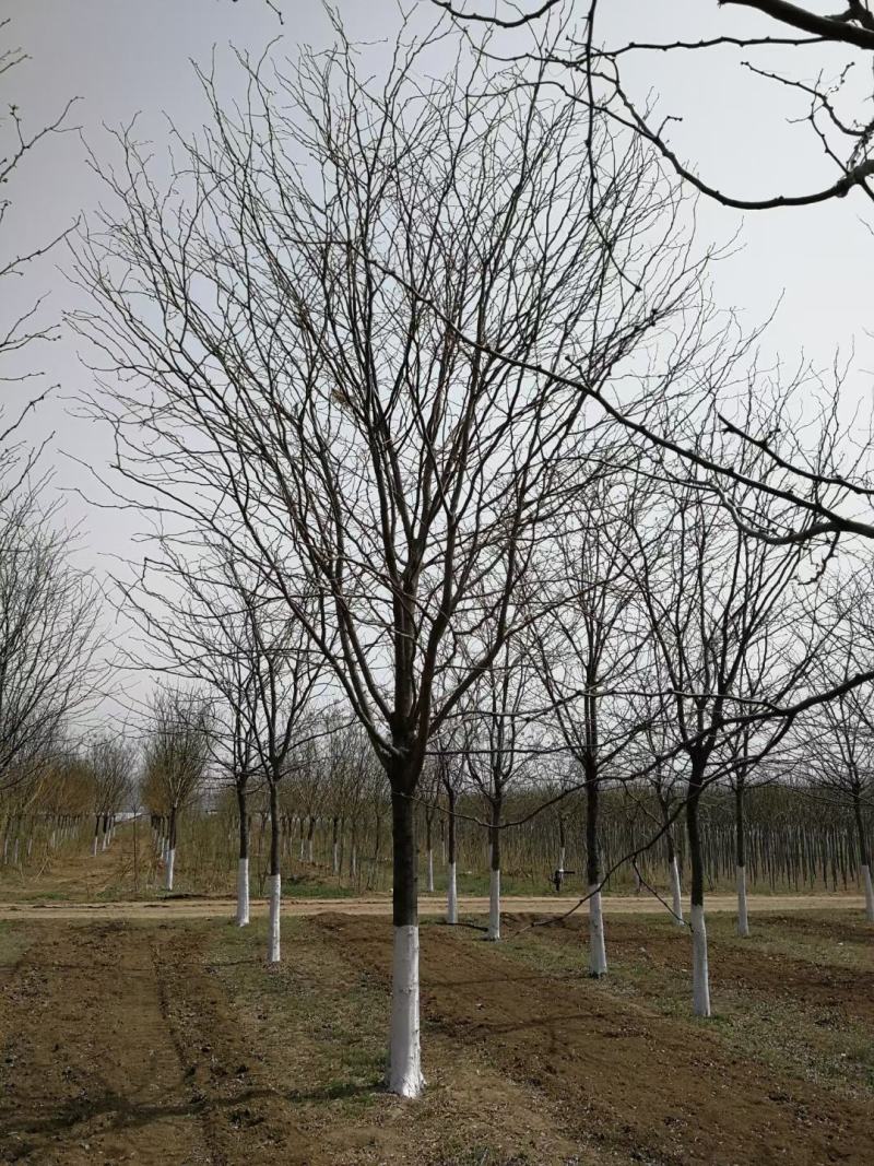 风景树皂角5-10公分中皂角绿化树圃地定植皂角行道树