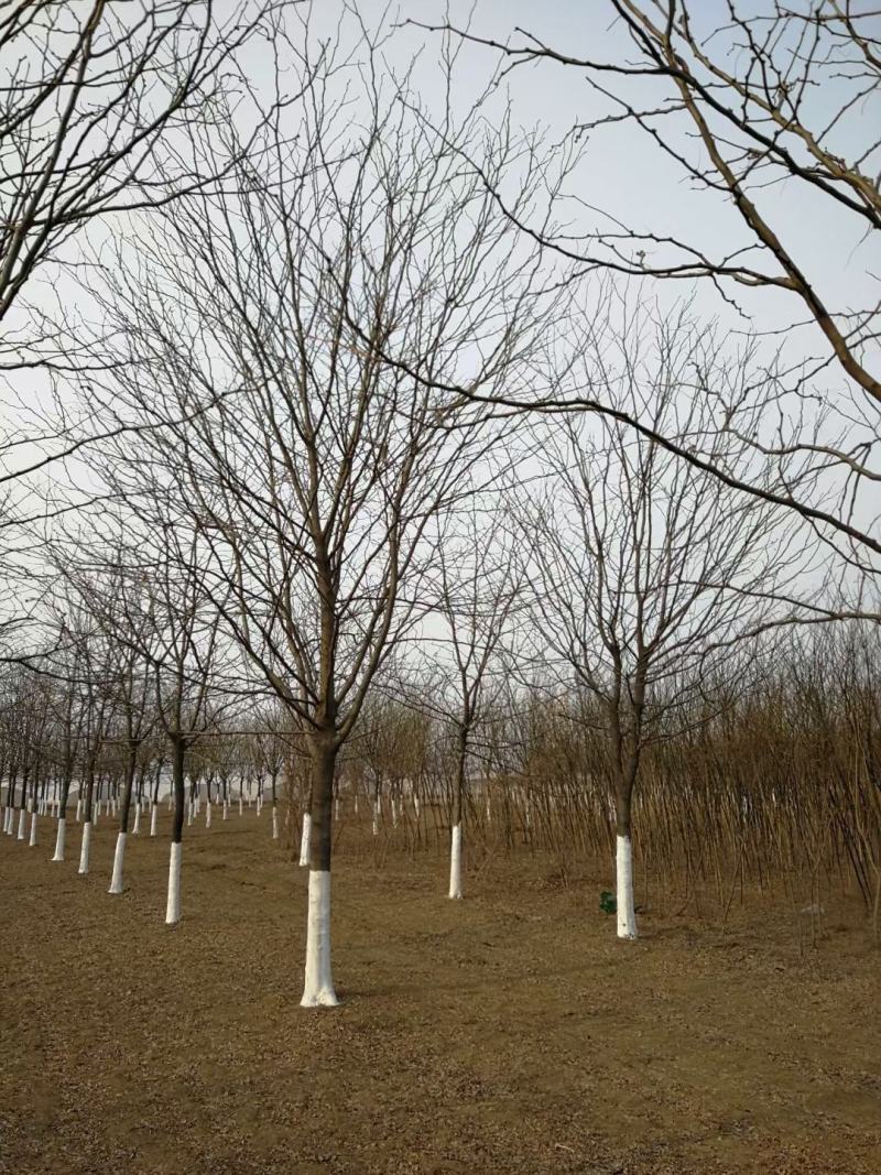 风景树皂角5-10公分中皂角绿化树圃地定植皂角行道树