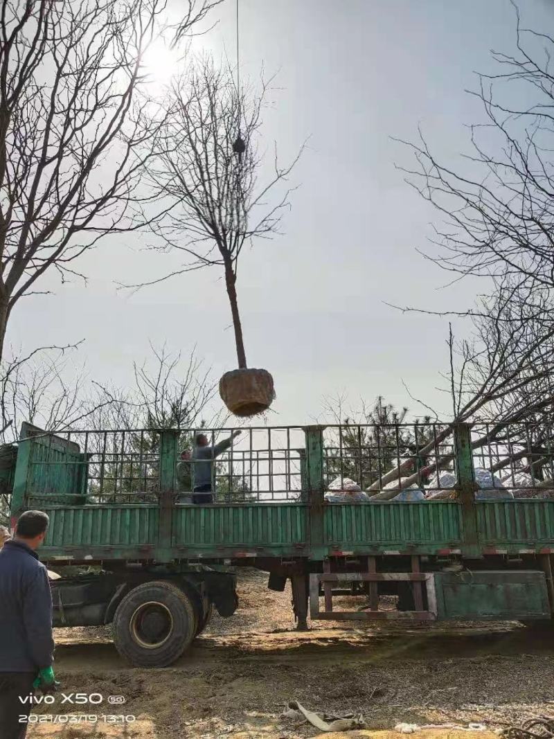 风景树皂角5-10公分中皂角绿化树圃地定植皂角行道树