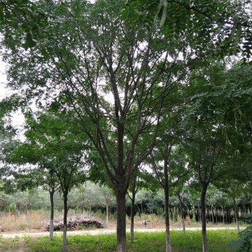 风景树皂角5-10公分中皂角绿化树圃地定植皂角行道树