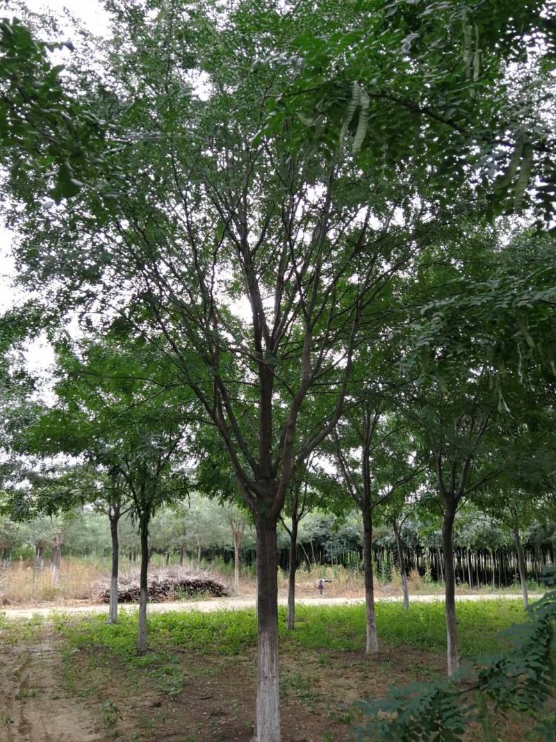 风景树皂角5-10公分中皂角绿化树圃地定植皂角行道树