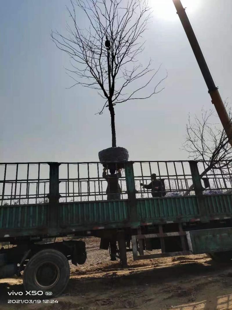 风景树皂角5-10公分中皂角绿化树圃地定植皂角行道树