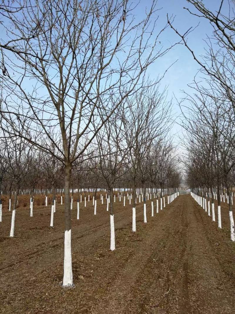 风景树皂角5-10公分中皂角绿化树圃地定植皂角行道树