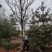 风景树皂角5-10公分中皂角绿化树圃地定植皂角行道树