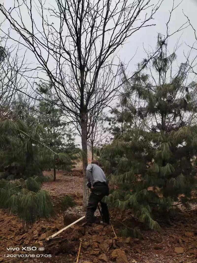 风景树皂角5-10公分中皂角绿化树圃地定植皂角行道树