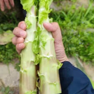 红叶青叶莴笋光杆装袋