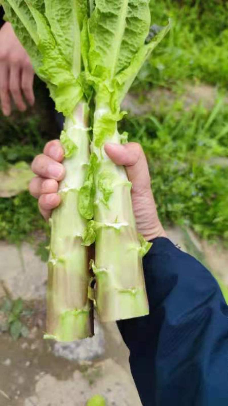 红叶青叶莴笋光杆装袋
