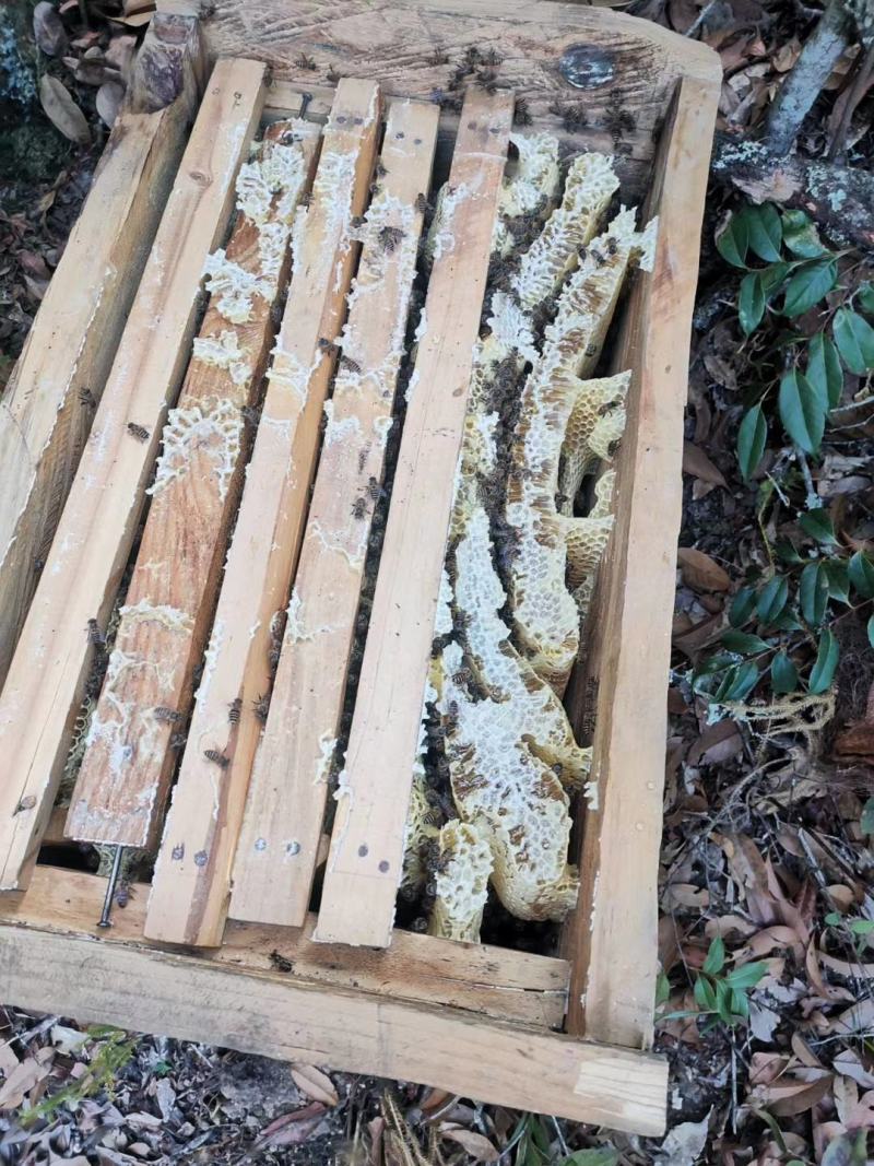 土蜂蜜，产地直销，品质保证，一手货源，可以视频