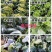 抗旱防冻液防冻壮苗增产零下20度不受冻害