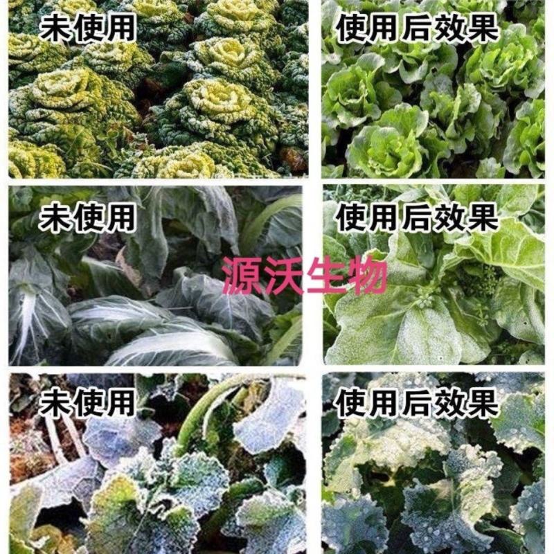 抗旱防冻液防冻壮苗增产零下20度不受冻害