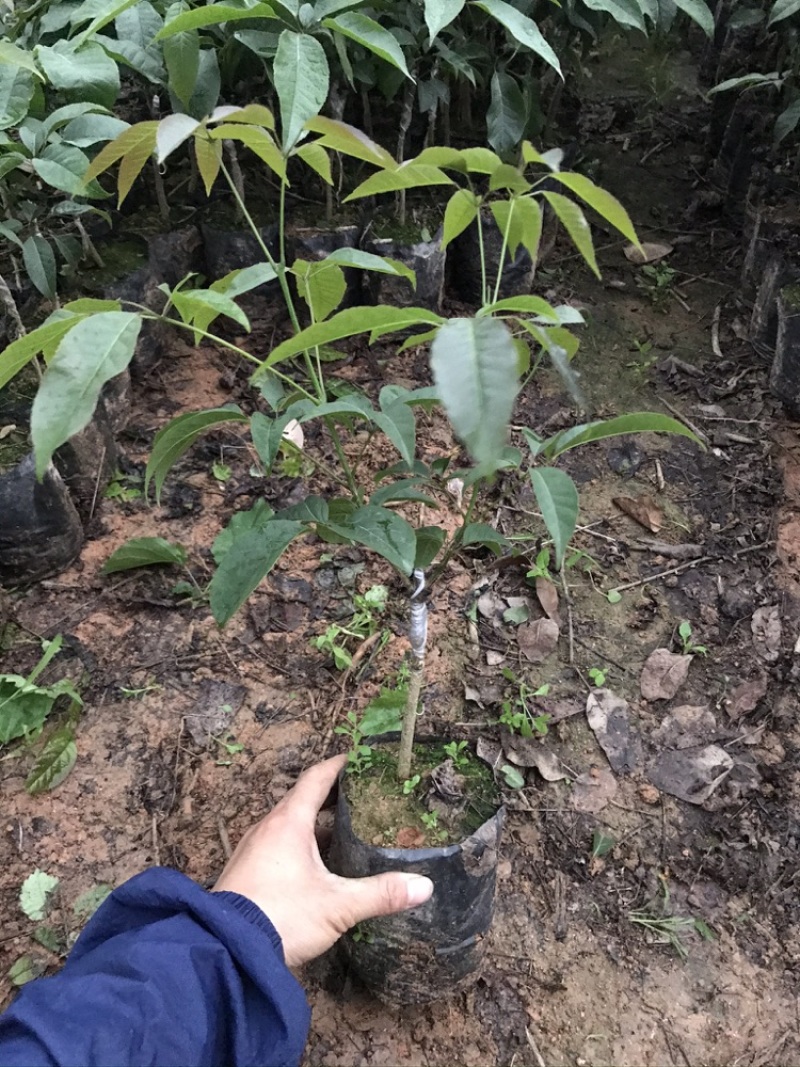 嫁接紫花大花绣球风铃木紫花风铃树苗多花黄花风铃苗