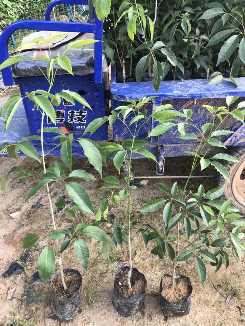嫁接紫花大花绣球风铃木紫花风铃树苗多花黄花风铃苗